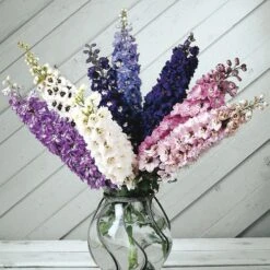Magic Fountain Mix Delphinium Seeds