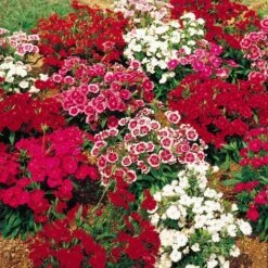 Telstar™ Mix Hybrid Dianthus Seeds