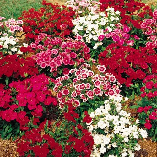 Telstar™ Mix Hybrid Dianthus Seeds