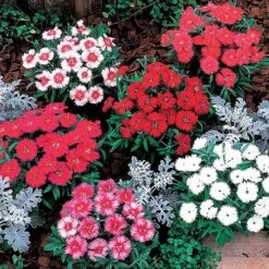 Carpet Mix Dianthus Seeds