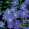 'Siberian Blues' Dianthus Seeds