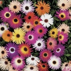 Harlequin Mix Livingstone Daisy Seeds