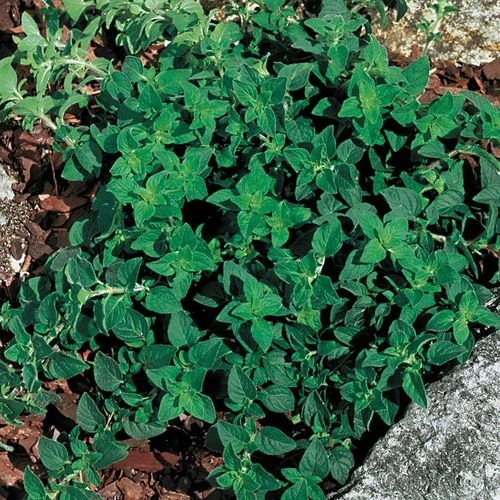 Greek Oregano Seeds - Image 2
