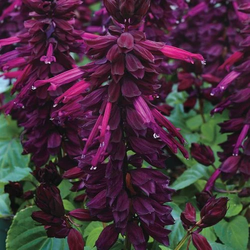Vistaâ„¢ Purple Salvia Seeds