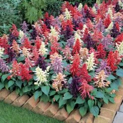 Vista™ Mix Salvia Seeds