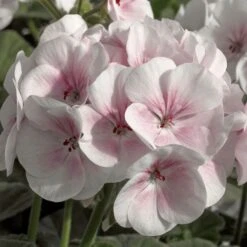 Maverick™ Appleblossom Hybrid Geranium Seeds