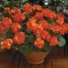 Maverick™ Orange Geranium Seeds