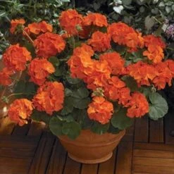 Maverick™ Orange Geranium Seeds