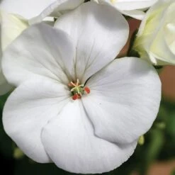 Maverick™ White Hybrid Geranium Seeds