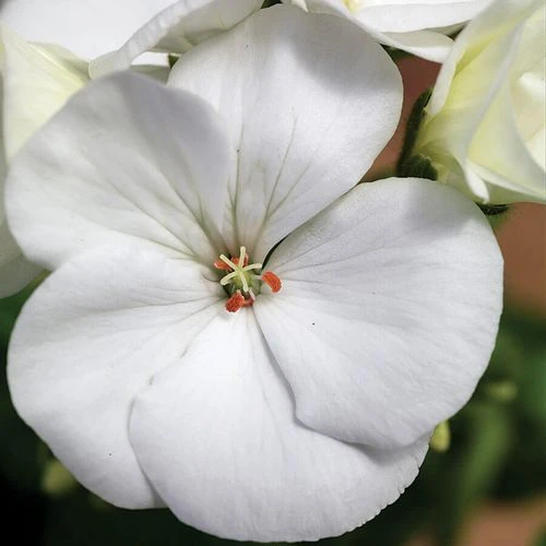 Maverickâ„¢ White Hybrid Geranium Seeds