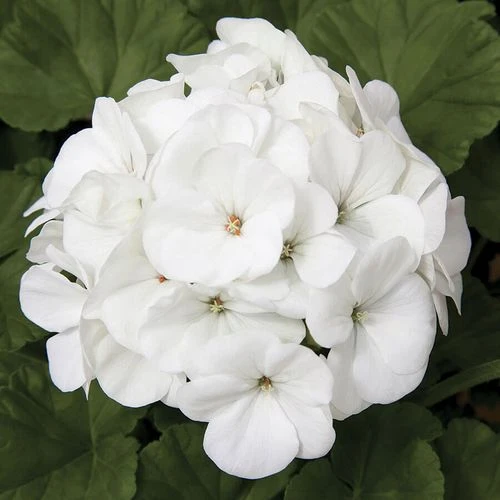 Maverickâ„¢ White Hybrid Geranium Seeds - Image 2