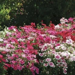 Ideal Select™ Hybrid Mix Dianthus Seeds