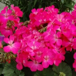 Nano™ Pink Geranium Seeds