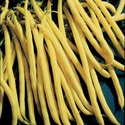 Rocdor Bush Bean Seeds