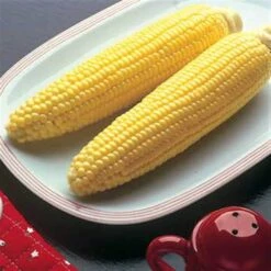 Bodacious Hybrid Sweet Corn Seeds