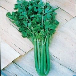 Tango Hybrid Celery Seeds