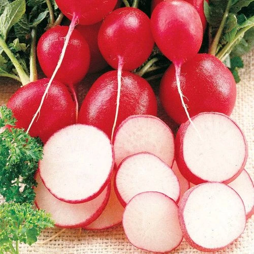 Cherriette Hybrid Radish Seeds - Image 2