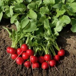 Rudolf Organic Radish Seeds