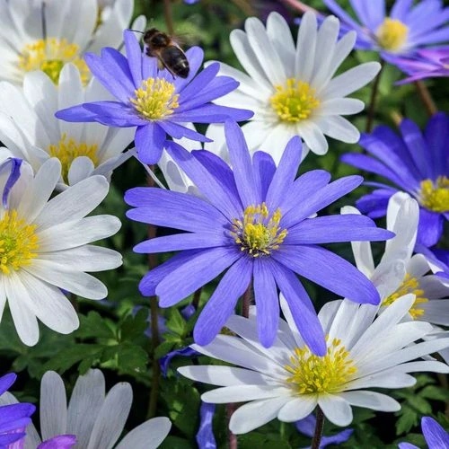 Anemone Blanda Mix Bulbs - Image 2