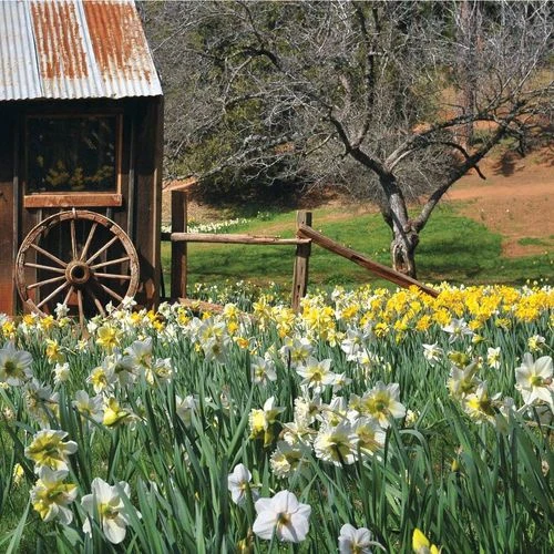 Naturalizing Mix Daffodil Bulbs - Image 2