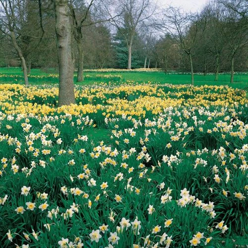 Naturalizing Mix Daffodil Bulbs - Image 3