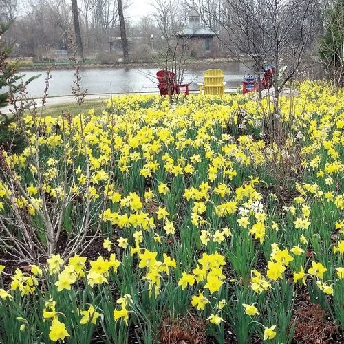 Naturalizing Mix Daffodil Bulbs - Image 4