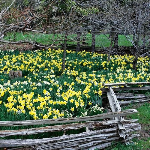Naturalizing Mix Daffodil Bulbs - Image 5