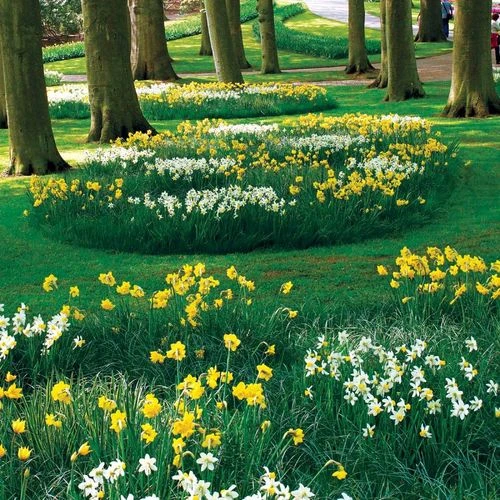 Naturalizing Mix Daffodil Bulbs