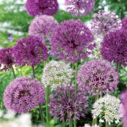 Ornamental Onion Bulbs Festival Box Set