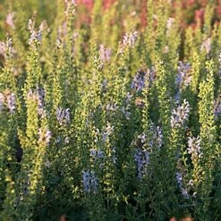 Salvia 'Crystal Blue'