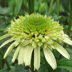 Echinacea Cone-fections™ 'Honeydew'