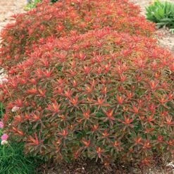 Euphorbia 'Bonfire'