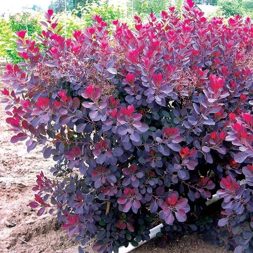 Cotinus 'Royal Purple' - Image 2