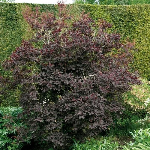 Cotinus 'Royal Purple' - Image 3