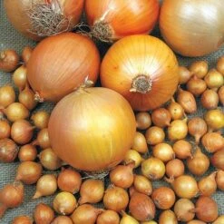 Patterson Onion Sets