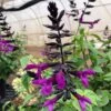 Salvia BODACIOUS® 'Smokey Jazz'