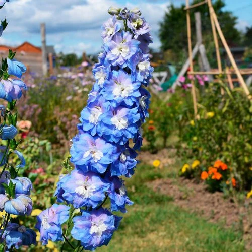 Delphinium Aurora™ Blue