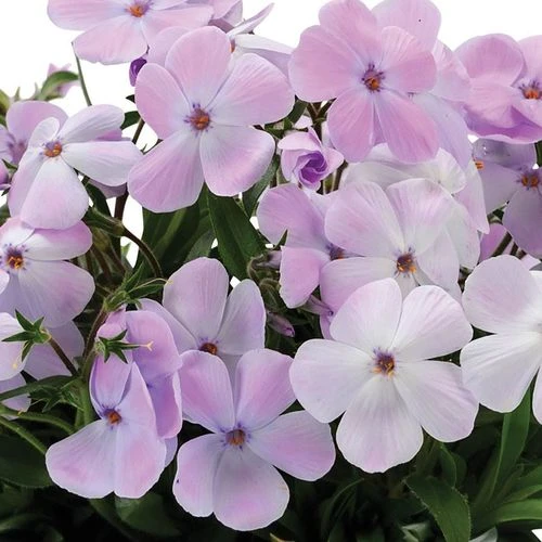 Phlox 'Woodlander Lilac'