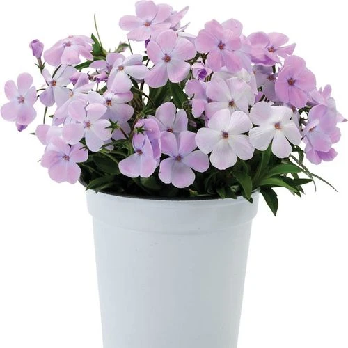 Phlox 'Woodlander Lilac' - Image 2