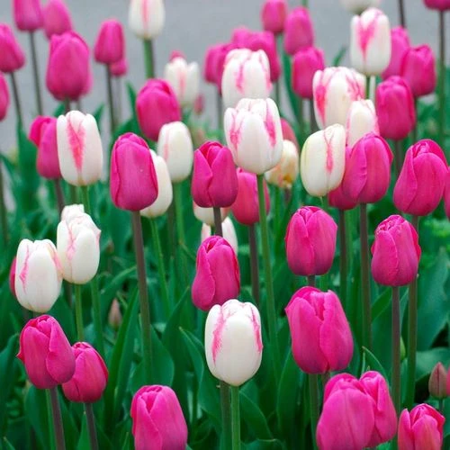 Boysenberry Delight Tulip Bulb Blend - Image 2