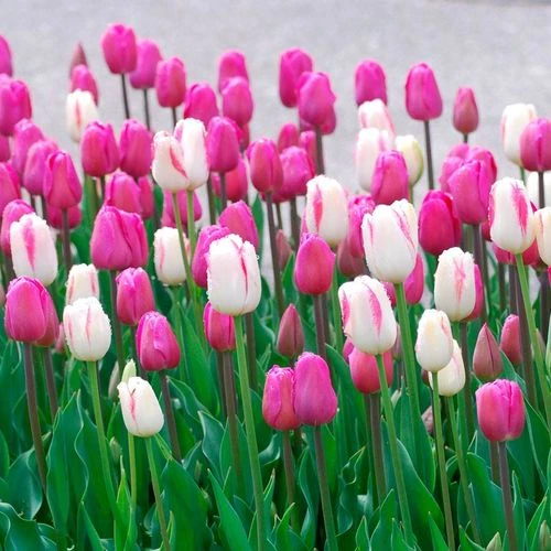 Boysenberry Delight Tulip Bulb Blend - Image 3
