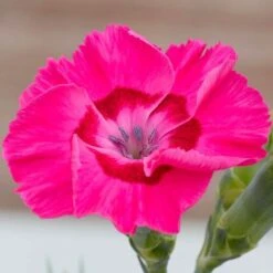 Dianthus American Pie® Bumbleberry Pie