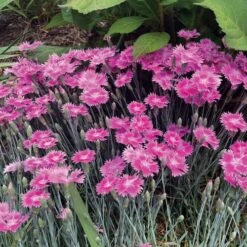 Dianthus EverBloom™ Watermelon Ice