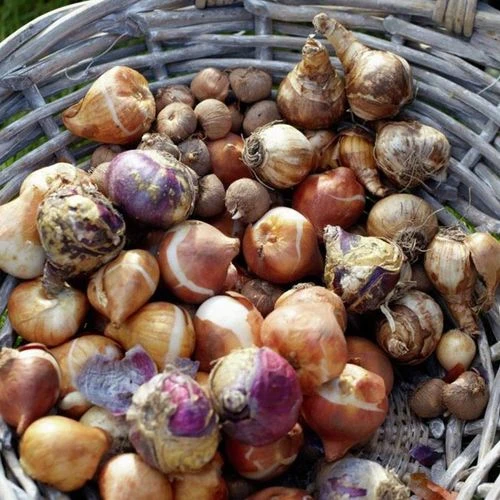 Deer Resistant Bulb Garden Blend - Image 2