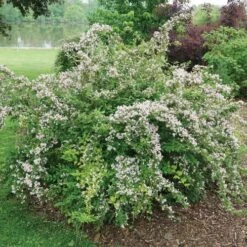 Kolkwitzia Jolene Jolene™ Beautybush