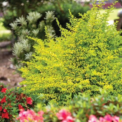 Ligustrum 'Sunshine' Privet