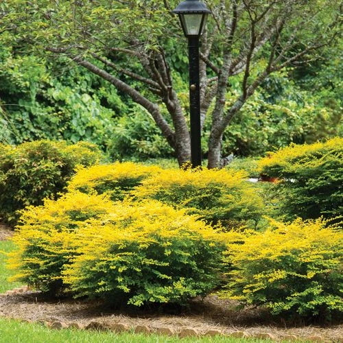 Ligustrum 'Sunshine' Privet - Image 2