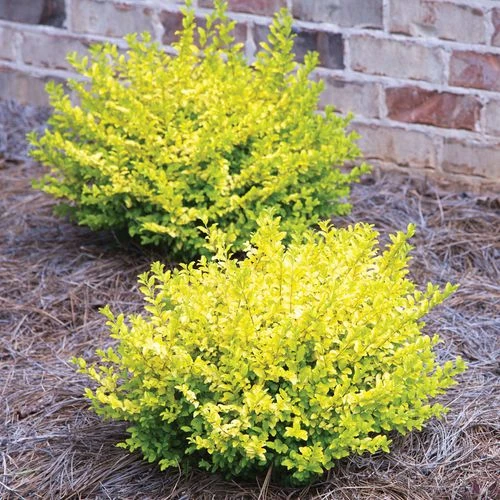 Ligustrum 'Sunshine' Privet - Image 3