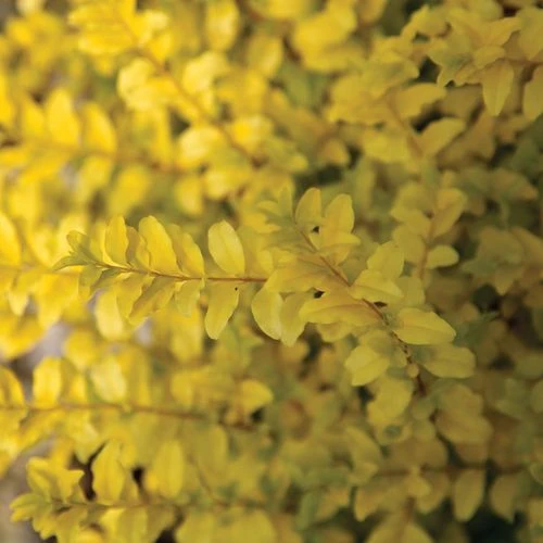 Ligustrum 'Sunshine' Privet - Image 4