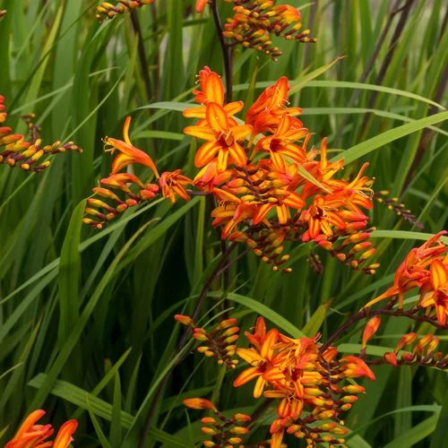 Crocosmia 'Firestarter' Falling Stars - Image 2